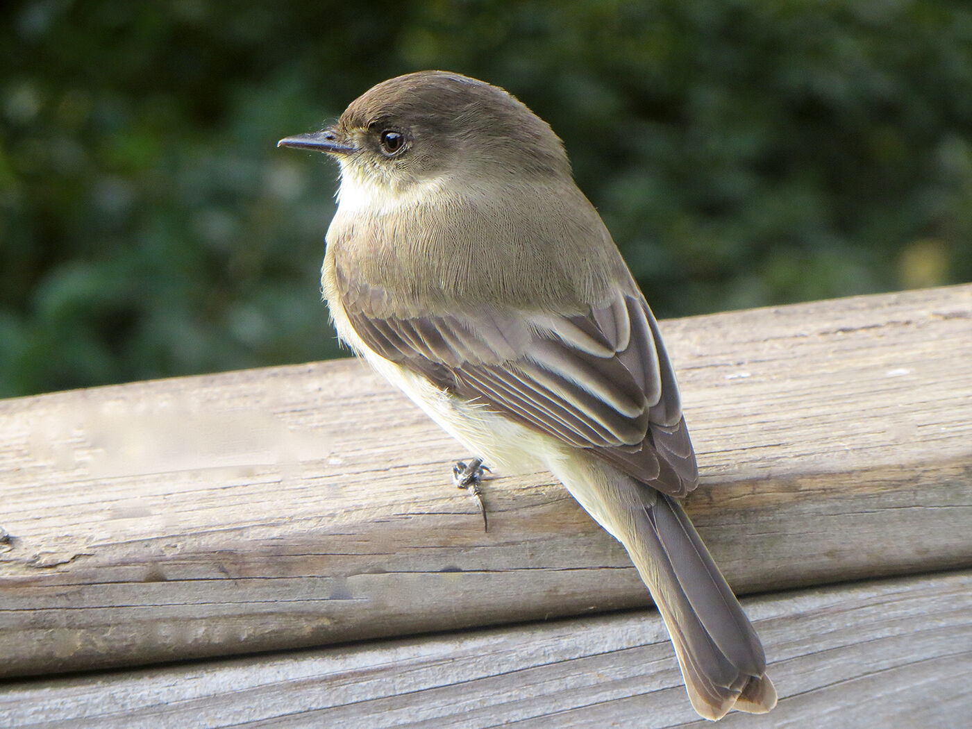 Eastern phoebe
